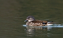Mandarin female - B